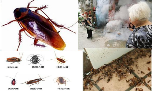 蟑螂的危害及防治方法-惠州惠阳淡水杀虫公司,淡水灭蟑螂