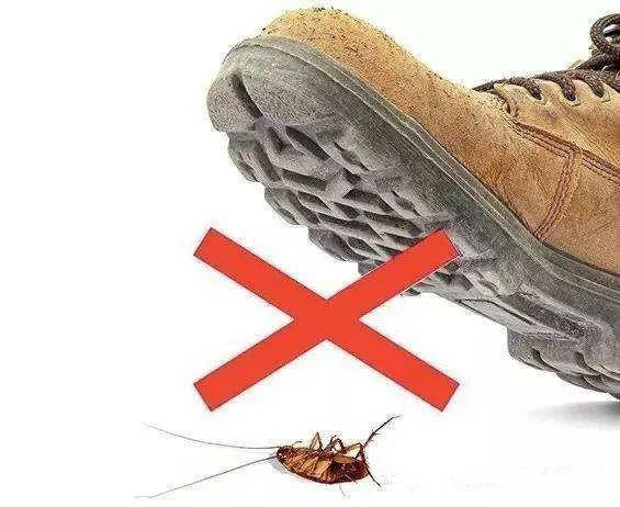 知道为什么蟑螂不能用脚踩吗？惠州惠阳杀虫公司丨惠阳淡水工厂除虫灭鼠